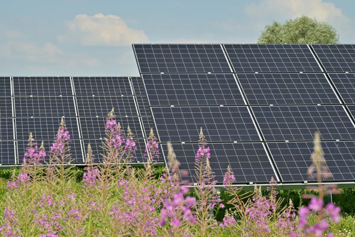 Ground-mounted solar array standing above a meadow of purple summer flowers