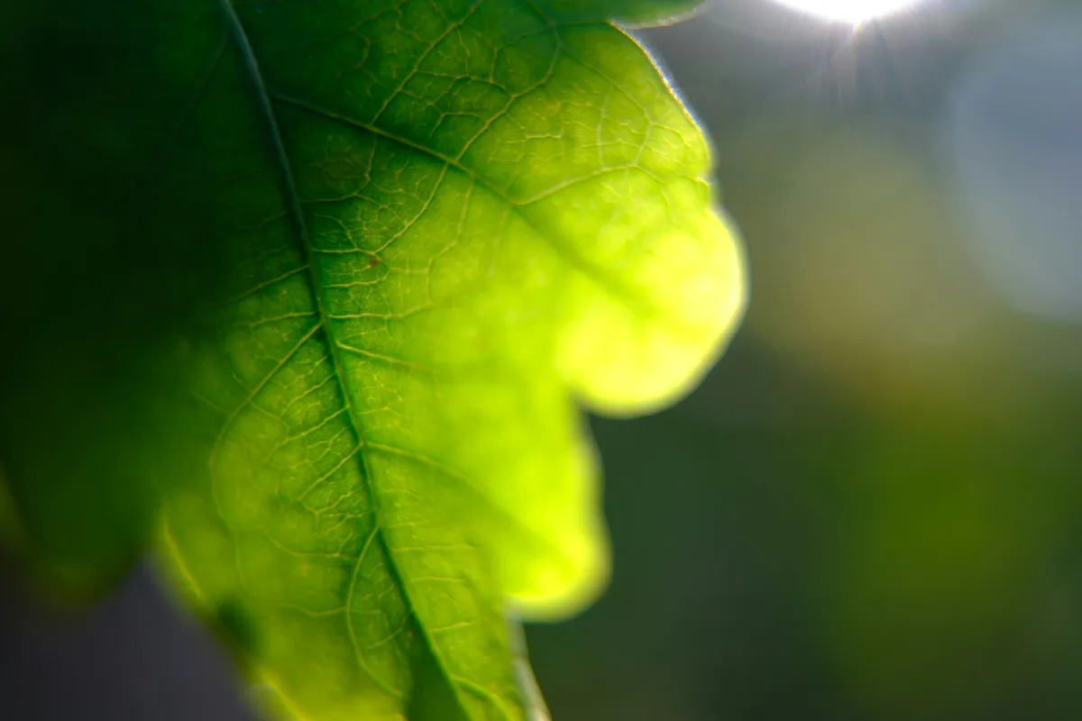 Close-up of a green leaf lit from behind by the sun, with the sun's glare at the top edge